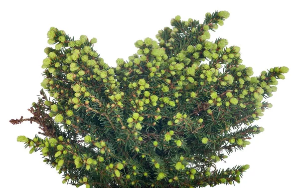 Abeto Pequeño Verde Aislado Sobre Fondo Blanco —  Fotos de Stock