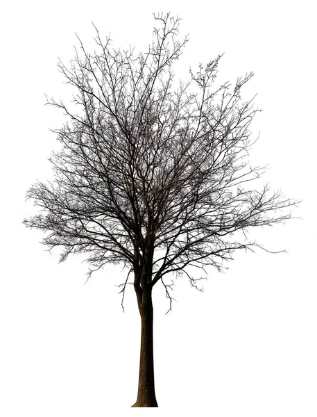 Arbre Droit Isolé Fond Blanc — Photo