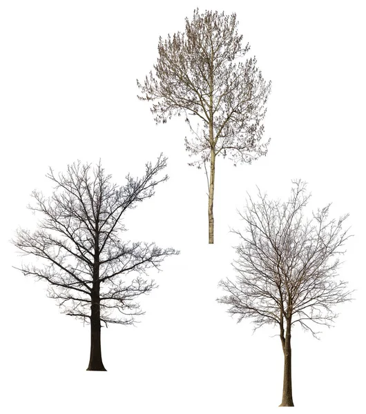 Trei Copaci Mari Goi Izolat Fundal Alb — Fotografie, imagine de stoc