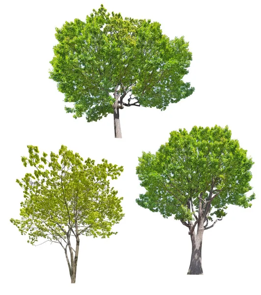 Drie Groene Bomen Geïsoleerd Witte Achtergrond — Stockfoto