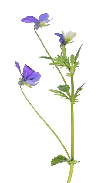 Viooltje Bloem Geïsoleerd Witte Achtergrond — Stockfoto