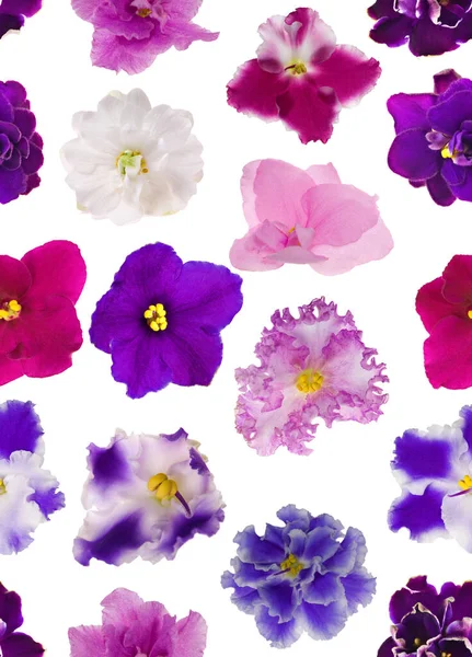 Bezešvé Pozadí Fialové Izolované Květy — Stock fotografie
