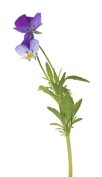 Pansy Flower Isolated White Background — Stock Photo, Image