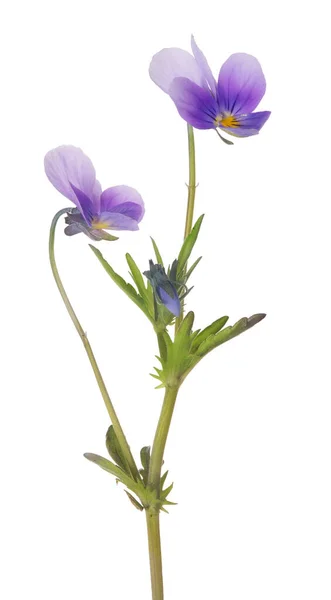 Viooltje Bloem Geïsoleerd Witte Achtergrond — Stockfoto