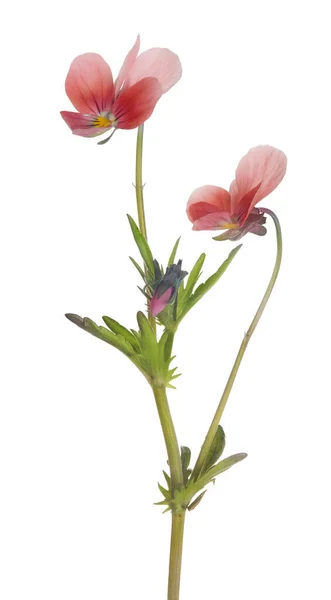 Stiefmütterchen Blume Isoliert Auf Weißem Hintergrund — Stockfoto