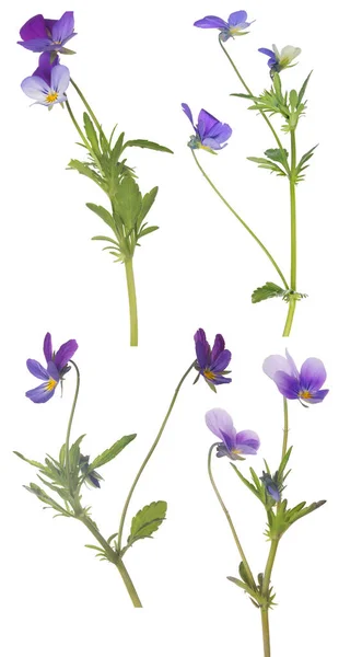 Uppsättning Pansy Blommor Isolerad Vit Bakgrund — Stockfoto