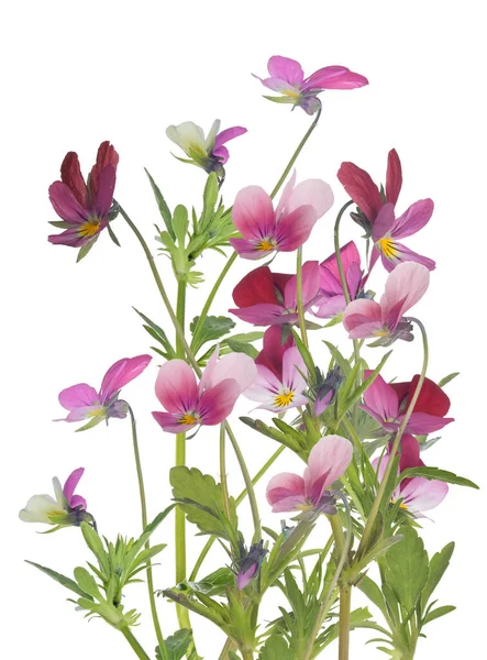 Pansy Flowers Isolated White Background — Stock Photo, Image