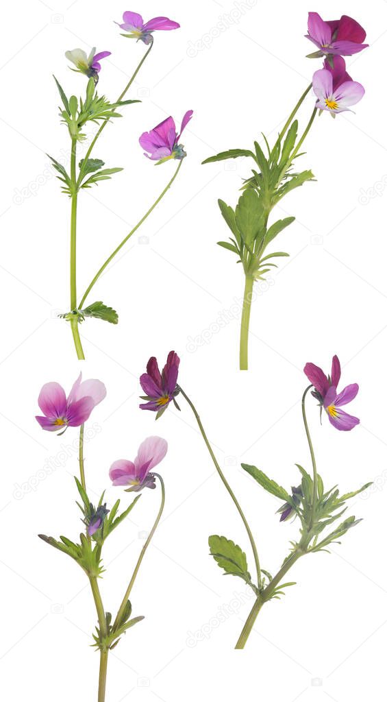 set of pansy flowers isolated on white background