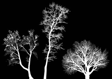 Siyah arkaplanda izole edilmiş çıplak ağaçlarla illüstrasyon