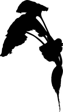 Beyaz arkaplanda izole pancar silueti ile illüstrasyon