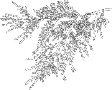 Beyaz arkaplanda izole edilmiş dal çizimi ile illüstrasyon