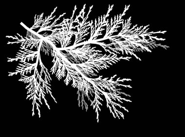 Siyah arkaplanda beyaz ve gri dalları olan resimler