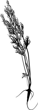 Beyaz arkaplanda izole edilmiş havuç silueti ile illüstrasyon