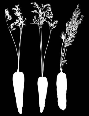 Siyah arkaplanda izole edilmiş havuç siluetleri