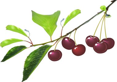 Yeşil dalda olgun kiraz meyveleriyle illüstrasyon