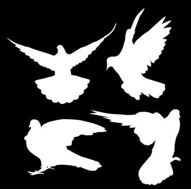 Siyah arkaplanda izole edilmiş güvercin siluetleri