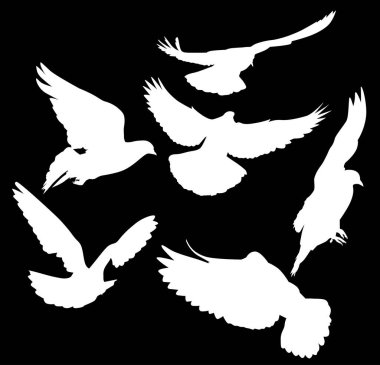 Siyah arkaplanda izole edilmiş güvercin siluetleri