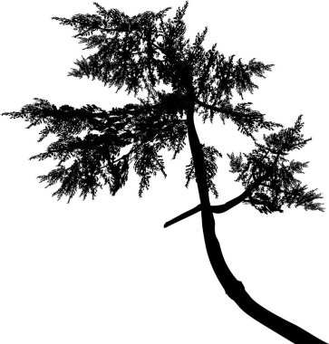 Beyaz arkaplanda siyah köknar izole