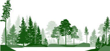 Beyaz arka planda izole edilmiş köknar ağaçlarındaki yüksek çam ağaçlarıyla illüstrasyon