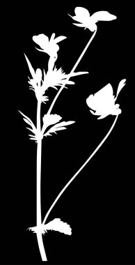 Siyah arkaplanda izole edilmiş çiçek silueti ile illüstrasyon