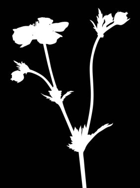 Siyah arkaplanda izole edilmiş çiçek silueti ile illüstrasyon