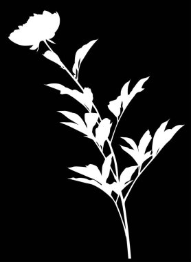 Siyah arkaplanda izole edilmiş şakayık silueti olan illüstrasyon