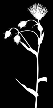 Siyah arkaplanda izole edilmiş çiçek silueti ile illüstrasyon