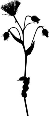 Beyaz arkaplanda izole edilmiş çiçek silueti ile illüstrasyon