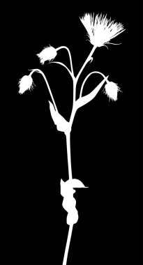 Siyah arkaplanda izole edilmiş çiçek silueti ile illüstrasyon