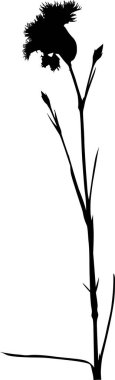 Beyaz arkaplanda izole edilmiş çiçek silueti ile illüstrasyon