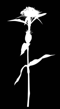 Siyah arkaplanda izole edilmiş çiçek silueti ile illüstrasyon