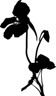 Beyaz arkaplanda izole edilmiş nasturtium silueti ile resimleme