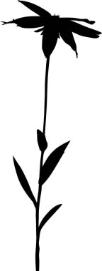 Beyaz arkaplanda izole edilmiş çiçek silueti ile illüstrasyon