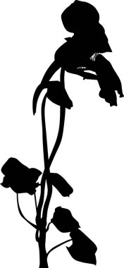 Beyaz arkaplanda izole edilmiş nasturtium silueti ile resimleme