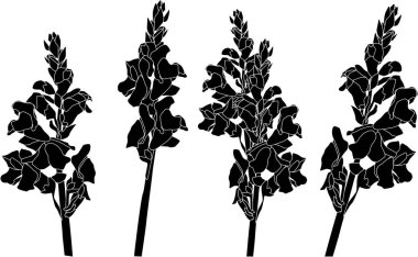 Beyaz arkaplanda izole edilmiş bahçe çiçeği silueti ile illüstrasyon