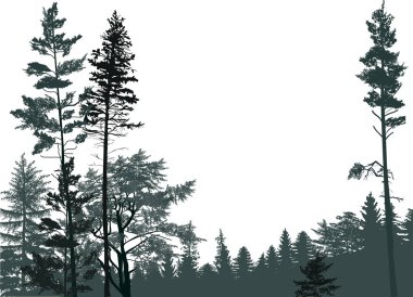 Beyaz arka planda izole edilmiş köknar ağaçları ormanı