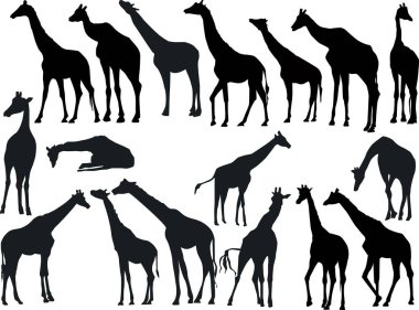 Beyaz arkaplanda izole edilmiş zürafa koleksiyonu