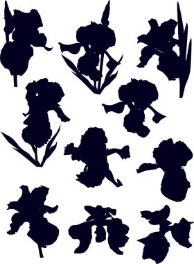 Beyaz arkaplanda izole edilmiş iris siluetleri ile illüstrasyon