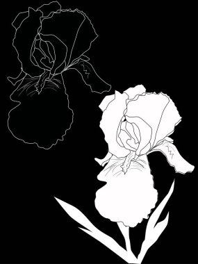 Siyah arkaplanda izole edilmiş iris siluetleri ile illüstrasyon