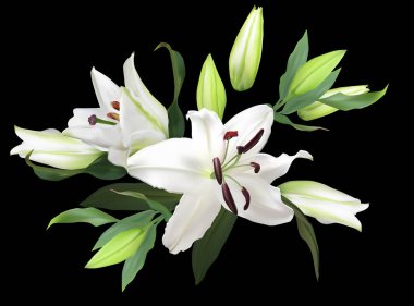 Siyah arkaplanda izole edilmiş açık zambak çiçekleri