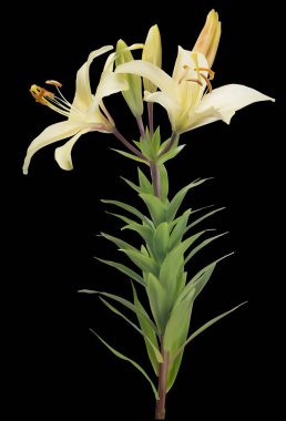 Siyah zemin üzerinde açık sarı zambak izole