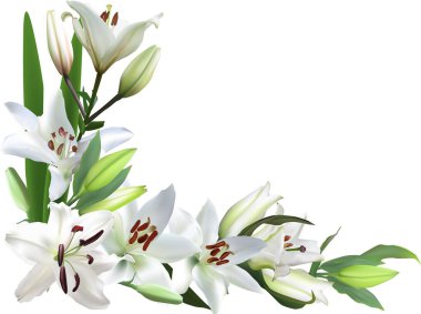 Beyaz arkaplanda izole edilmiş hafif zambak çiçekleri ile illüstrasyon