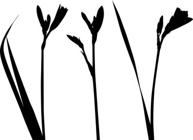 Beyaz arkaplanda izole edilmiş zambak siluetleri