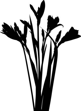 Beyaz arkaplanda izole edilmiş zambak siluetleri