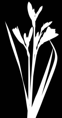 Siyah arkaplanda izole edilmiş zambak siluetleri