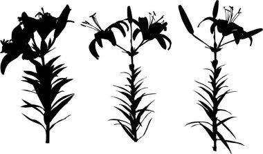 Beyaz arkaplanda izole edilmiş zambak siluetleri