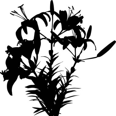 Beyaz arkaplanda izole edilmiş zambak siluetleri