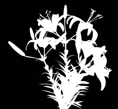 Siyah arkaplanda izole edilmiş zambak siluetleri