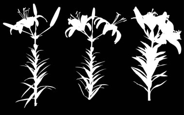 Siyah arkaplanda izole edilmiş zambak siluetleri