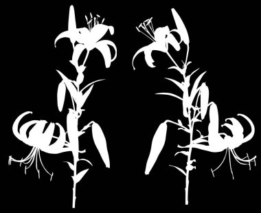 Siyah arkaplanda izole edilmiş zambak siluetleri